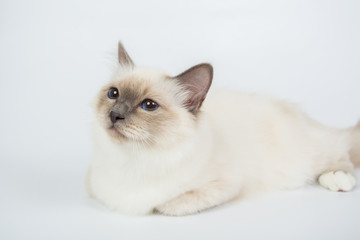 Sacred Birman Cat, birma isolated on a white background, studio photo
