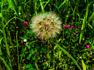 dandelion in grass