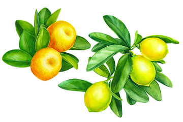 tangerines and  lemons on a branch with green leaves, greeting card, watercolor illustration on isolated white background