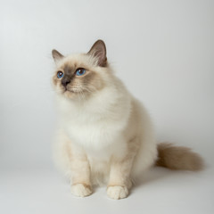 Sacred Birman Cat, birma isolated on a white background, studio photo