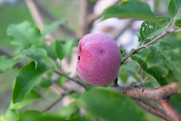 A ripe, maroon Apple hangs on the branch of an Apple tree in the garden among the green leaves.
