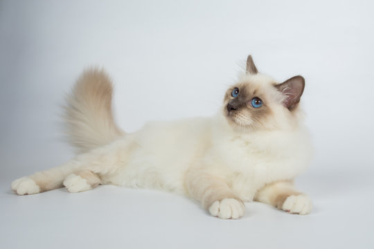 Sacred Birman Cat, birma isolated on a white background, studio photo