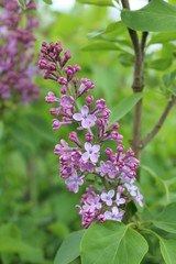 Fototapeta premium Purple flowers in the garden