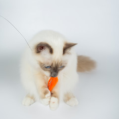 Sacred Birman Cat, birma isolated on a white background, studio photo