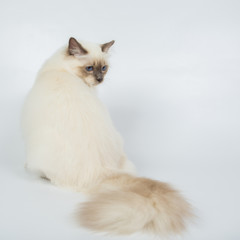 Fototapeta na wymiar Sacred Birman Cat, birma isolated on a white background, studio photo