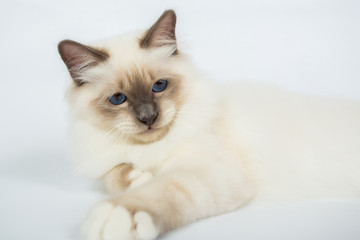 Sacred Birman Cat, birma isolated on a white background, studio photo