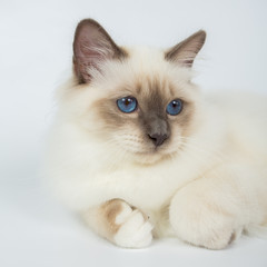 Sacred Birman Cat, birma isolated on a white background, studio photo