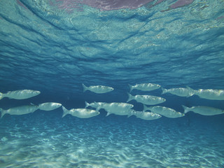 Fische © Tim
