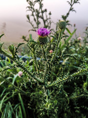flowers in the garden