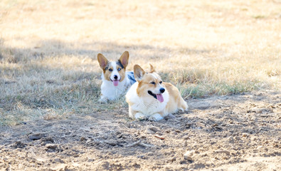 Pair of Corgi puppy dogs being lazy relaxing outside in grass.