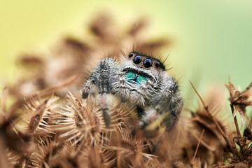 Phidippus regius