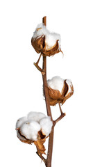 Side view of dried cotton branch with three balls. Isolated on white background.