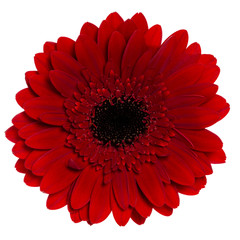 Top view of red Gerbera flower. Isolated on white background.