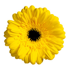 Top view of yellow Gerbera flower. Isolated on white background.