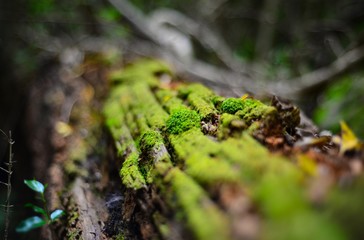moss on tree