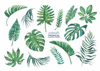 Fototapeta na wymiar Beautiful tropical leaf set for design and decor.