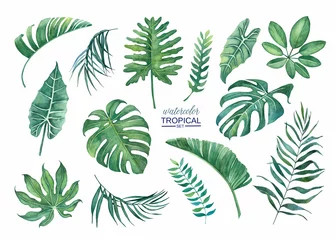 Afwasbaar Fotobehang Tropische bladeren Mooie tropische bladset voor design en decor.