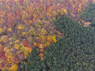 Autumn forest aerial drone view, Bulgaria.