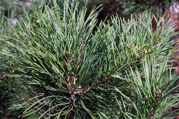 Naklejka na ściany i meble green pine coniferous needles background close-up