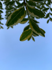 Obraz premium Close up view of plant (euonymus japonicus) with clear blue sky background.