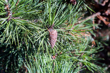 Obraz premium Pine cone. Young brown pine cone, Pine decorations christmas concept.