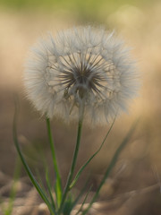 Big white fluffy dandelion in the garden closeup