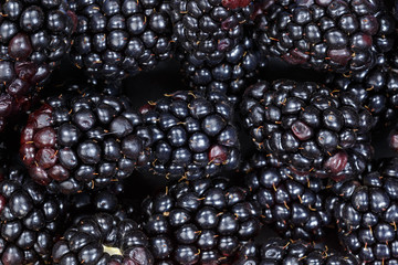 Blackberries berry fruits collection food background blackberry berries fresh fruit