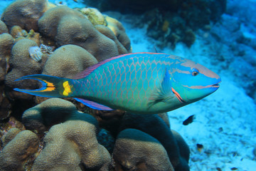 Naklejka na ściany i meble Stoplight parrotfish