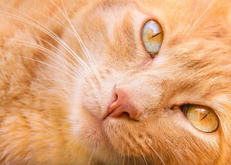 Yellow Cat Lying at Side Table