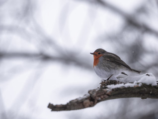 robin on a branch on a cold winter day