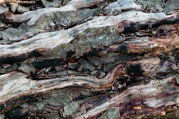 old and dried tree trunk