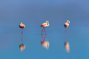 Fototapeta na wymiar Wild african birds. Group birds of pink african flamingos walking around the blue lagoon on a sunny day