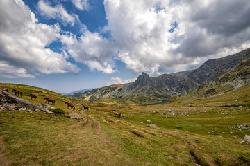 Scenic view of free horses walking in mountains