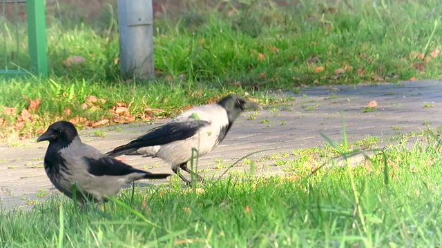 two crows together on the path