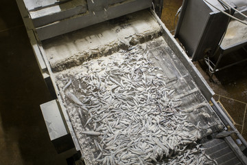 fish conveyor, fish processing plant