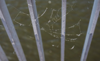 spider web on the bridge