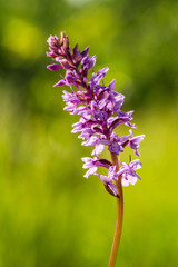 Dactylorhiza fuchsii, common spotted orchid plant. Purple blossom. Beautiful flower blooming in a natural environment.