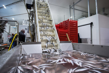 fish conveyor, in the fish processing workshop