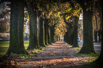 The magic of the autumn in Lucca