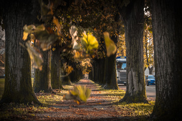 The magic of the autumn in Lucca