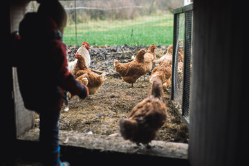 Boy in the chicken barn looking to the chicken herd. Open air chicken coop. Organic eggs require chickens to have open-air pens. © Lelde Feldmane