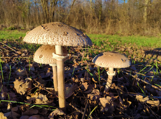 The Parasol Mushroom (Macrolepiota procera)