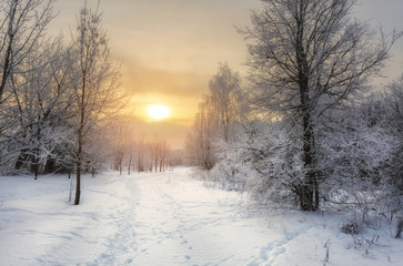 Beautiful winter evening christmas landscape. Snow covered trees and path through a forest. Hunch of Christmas.