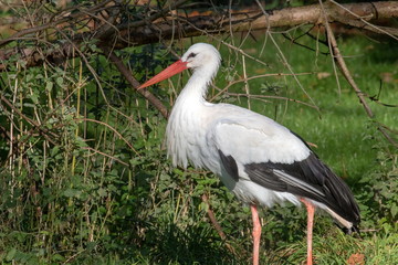 Storch