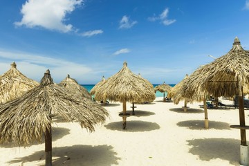 Fototapeta premium Beautiful view of white sand beach with sun umbrellas and sun beds on green palm trees and blue sky with white clouds background. Eagle beach. Aruba island.