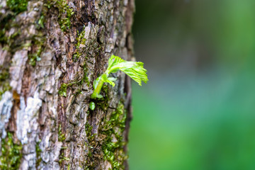 Young green shoots on the trunk of an old tree.