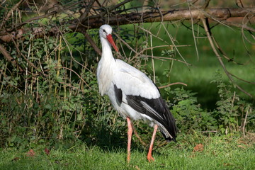 Storch