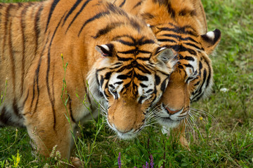close-up face two tigers