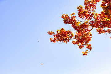 Overhanging Branches