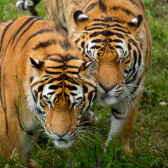 Fototapeta na wymiar close-up face two tigers